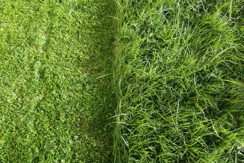 Trimmed Lawn Edges